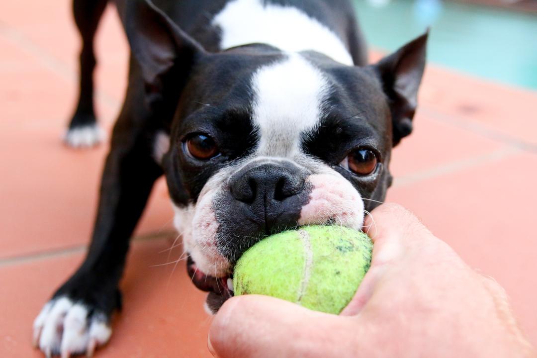 a boston terrier with a ball in their mouth