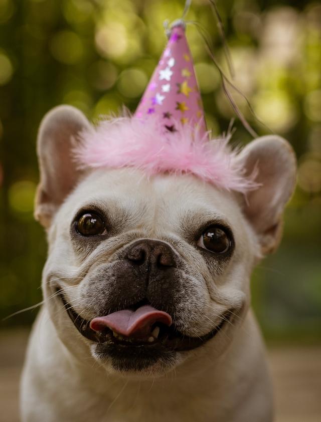 a dog with a cute party hat