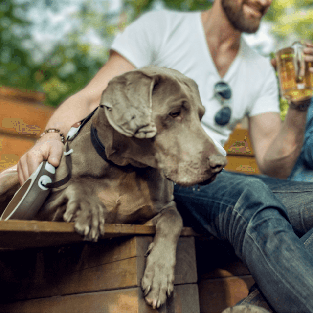 A dog sitting on a brewery patio