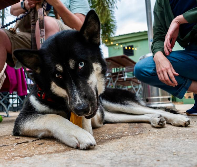 A dog enjoying a bone at PAW