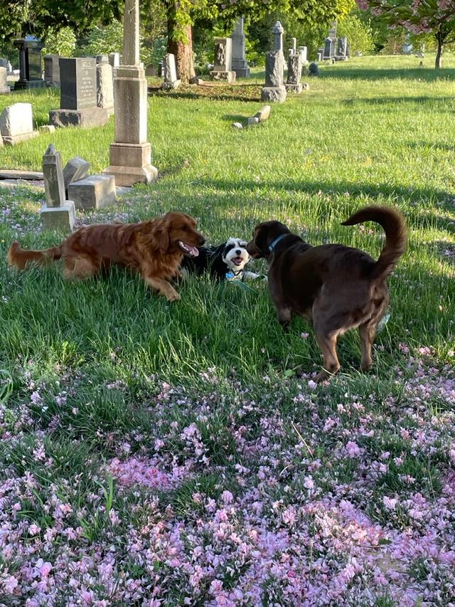 Emmet and friends at Congressional Cemetery