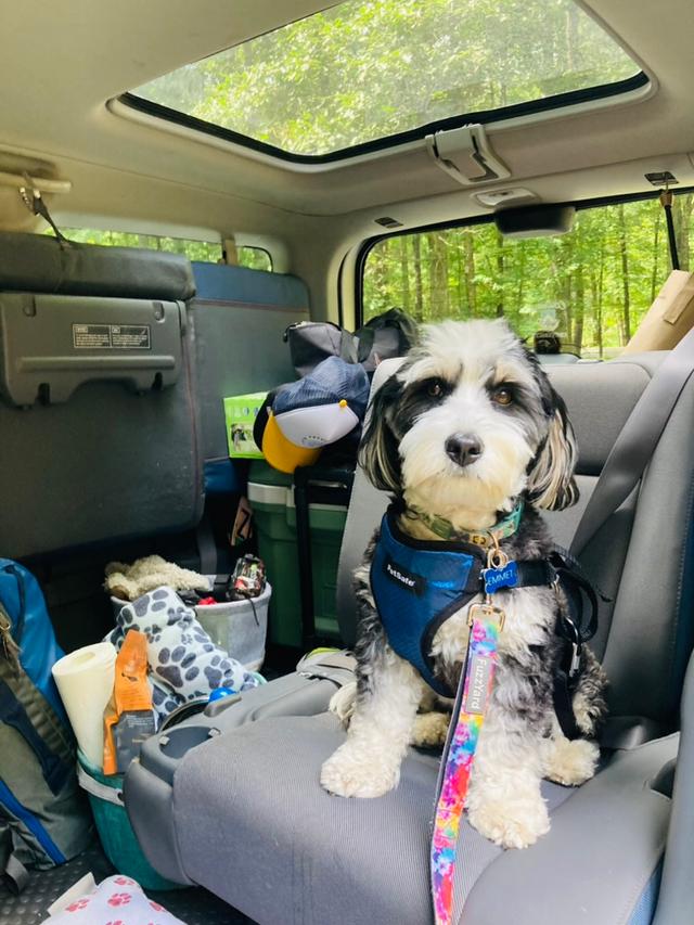 Emmet ready for a car ride