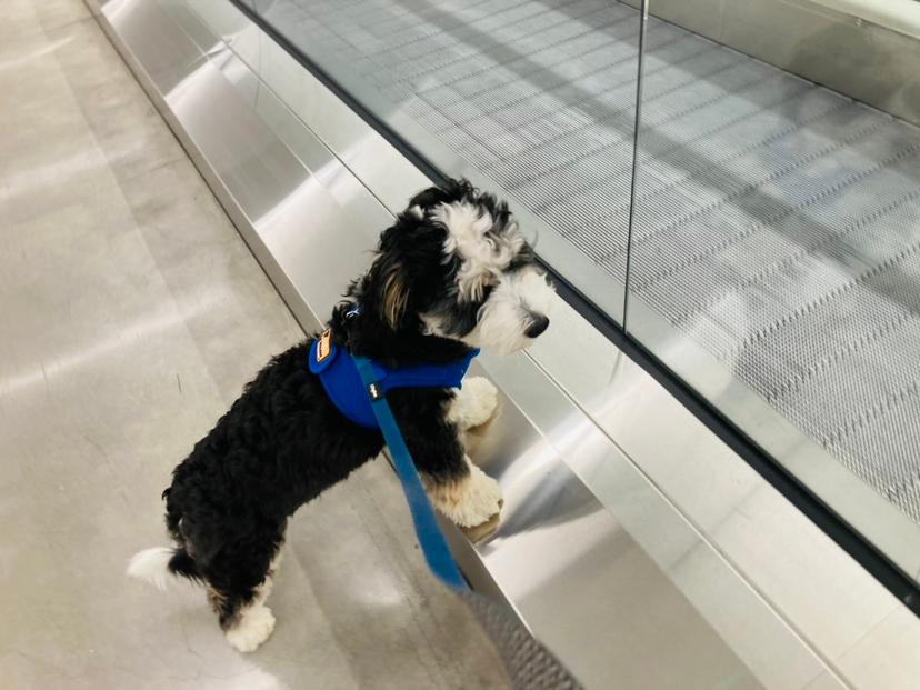 Emmet wandering an airport