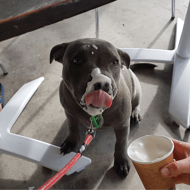 Dog eating a doggie-friendly ice cream treat