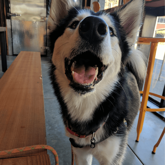 Dog getting a treat at a dog-friendly brewery in Philadelphia