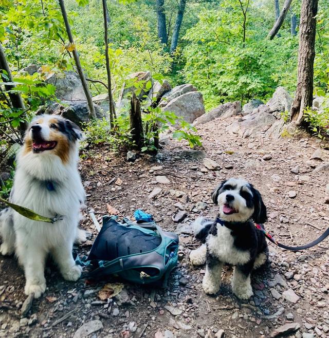 2 dogs on a trail